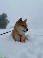 Shiba Inu Hündin sucht ein liebes Zuhause