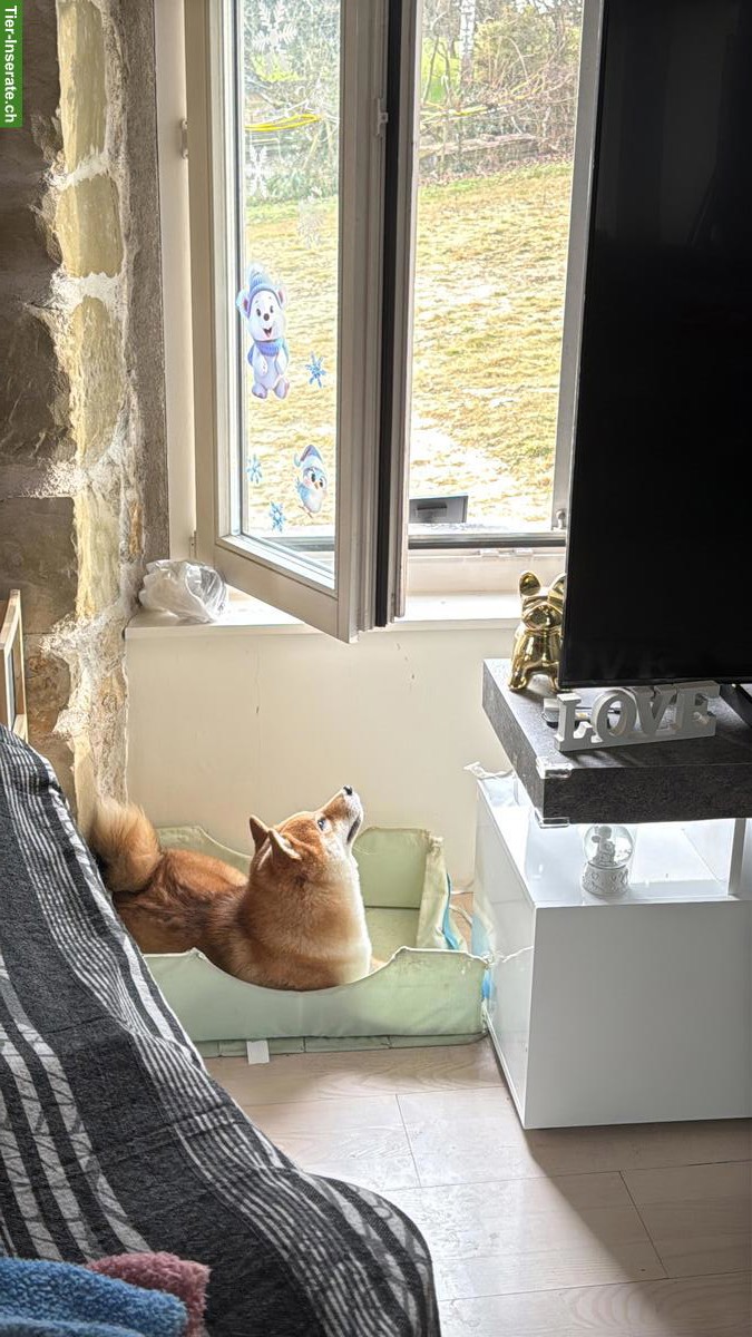 Bild 2: Shiba Inu Hündin sucht ein liebes Zuhause