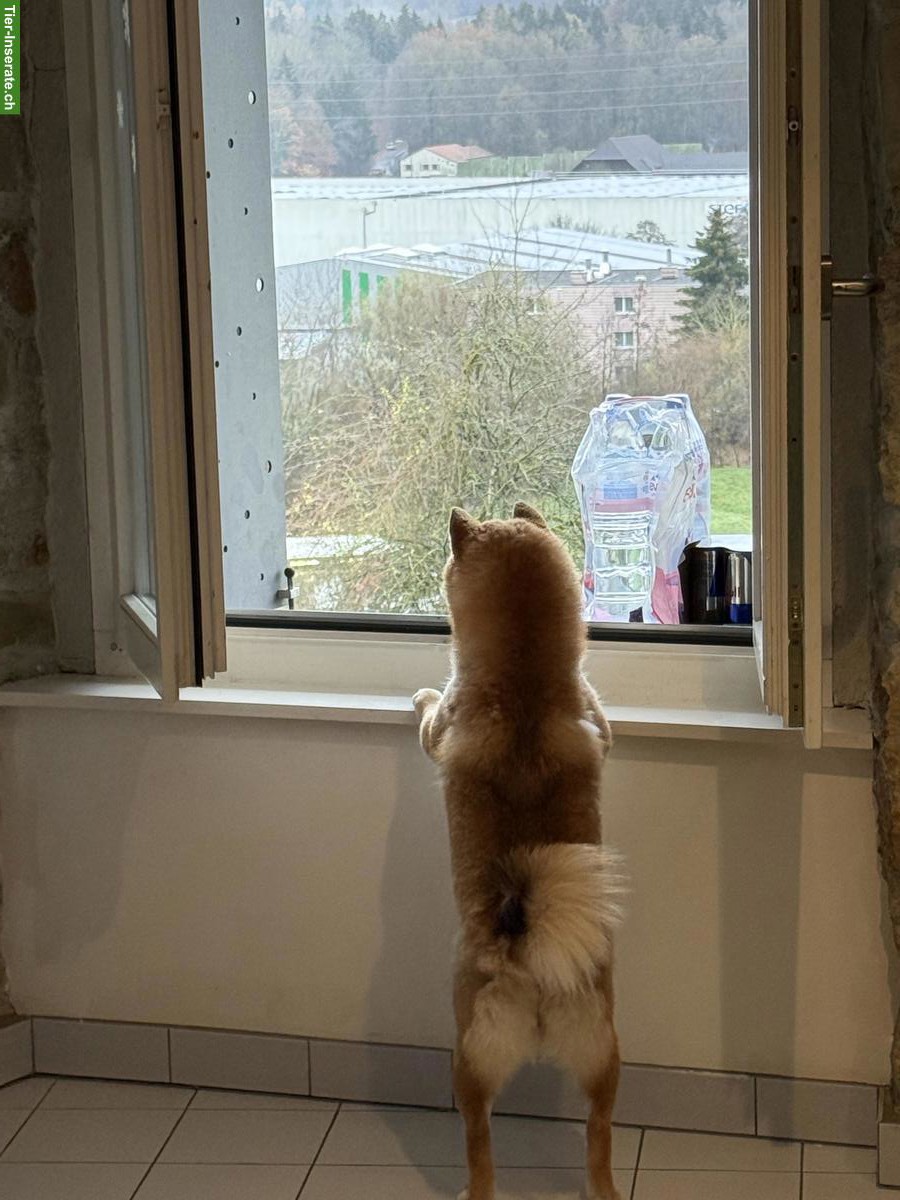Bild 4: Shiba Inu Hündin sucht ein liebes Zuhause