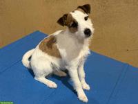 Parson Russell Terrier, junge sportliche Hündin