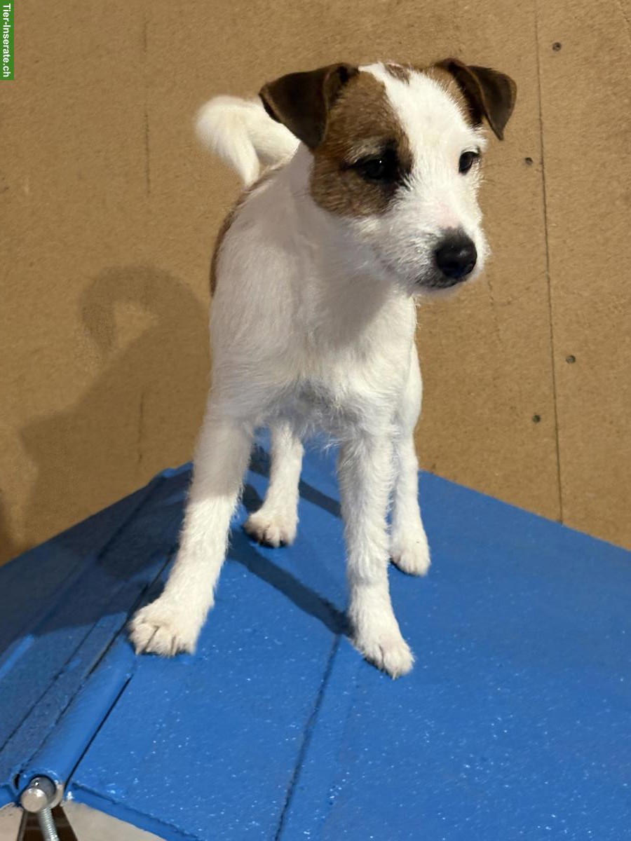 Bild 2: Parson Russell Terrier, junge sportliche Hündin