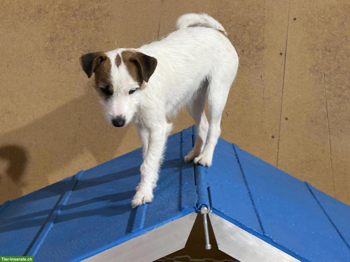 Bild 4: Parson Russell Terrier, junge sportliche Hündin