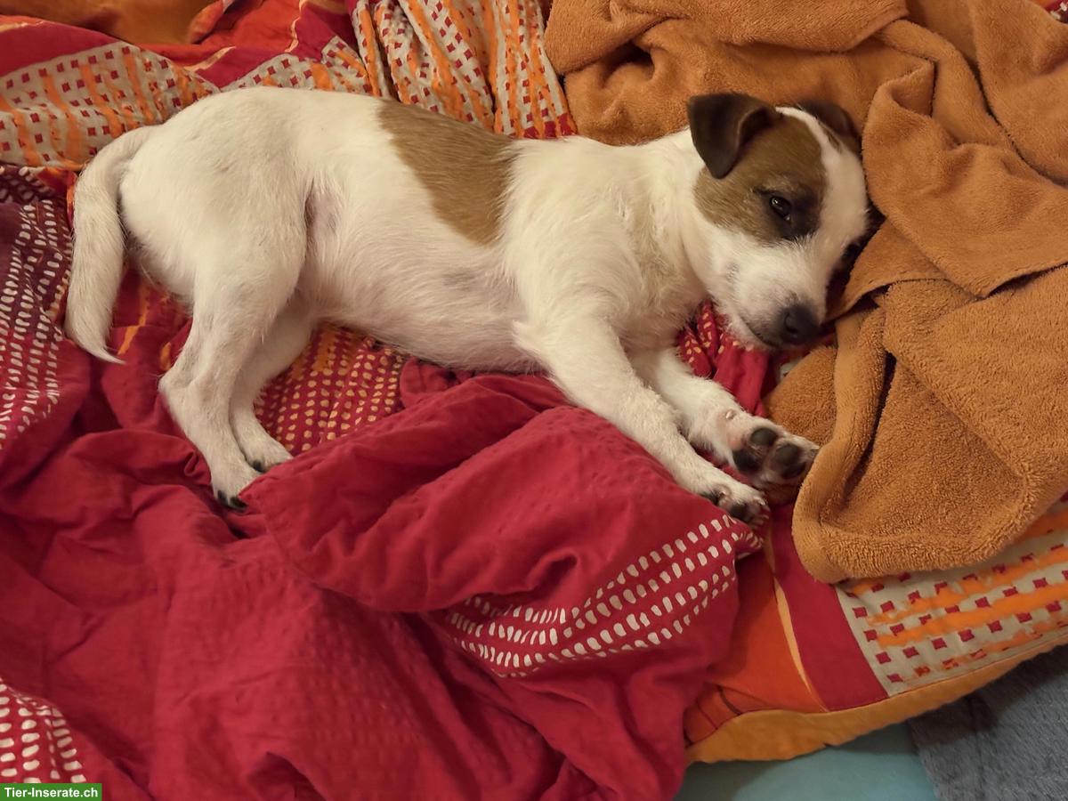 Bild 5: Parson Russell Terrier, junge sportliche Hündin