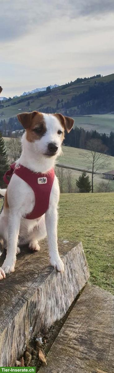 Bild 6: Parson Russell Terrier, junge sportliche Hündin