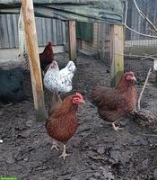 Zwerg-Orpingtons und Welsumer, inkl. Hahn