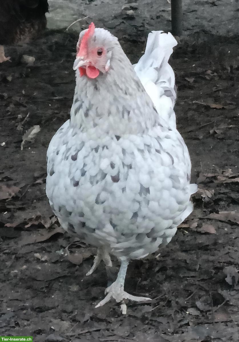 Bild 3: Zwerg-Orpingtons und Welsumer, inkl. Hahn