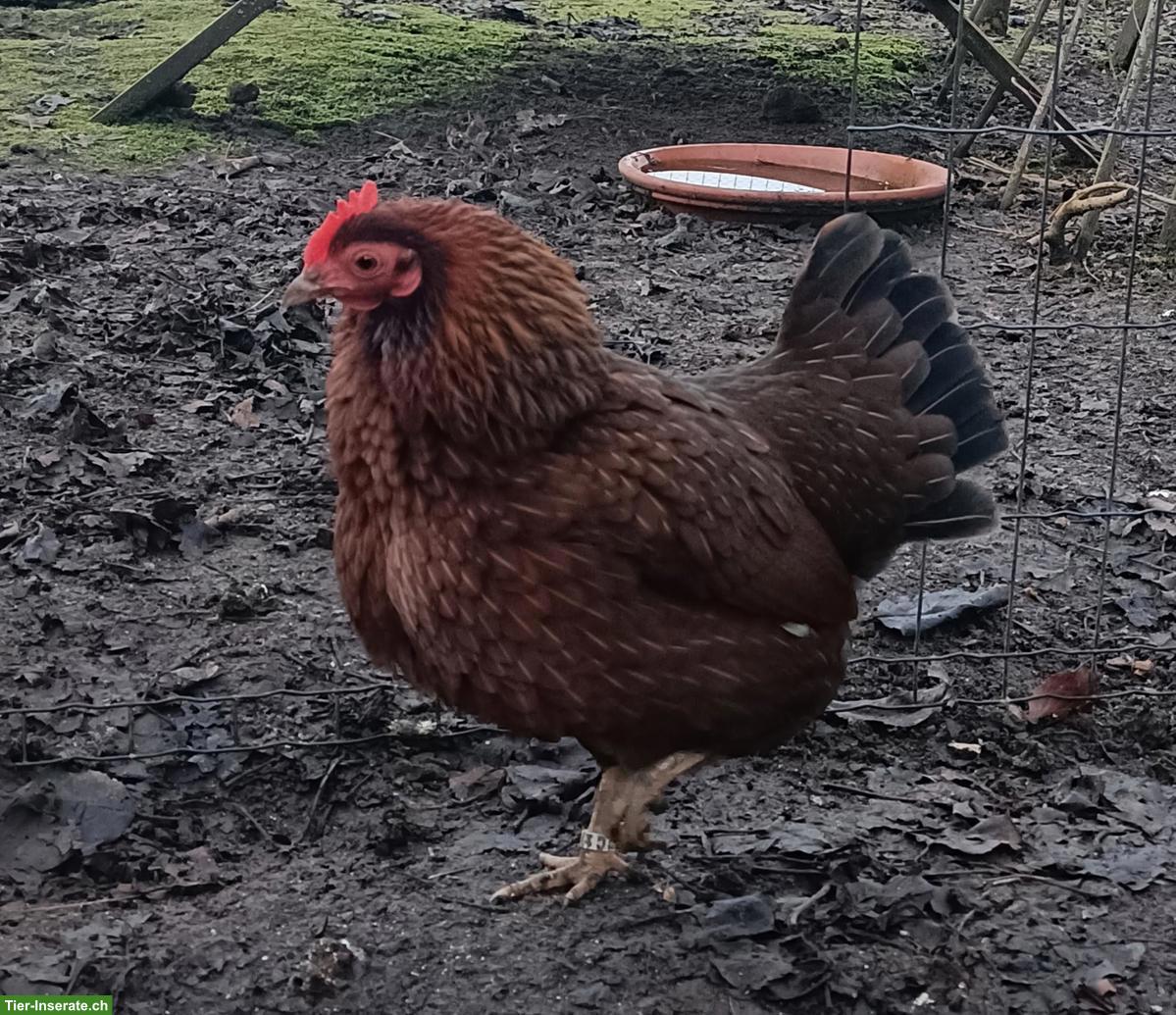 Bild 4: Zwerg-Orpingtons und Welsumer, inkl. Hahn