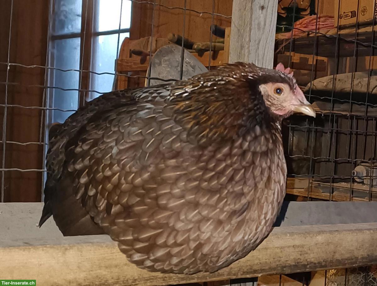 Bild 5: Zwerg-Orpingtons und Welsumer, inkl. Hahn