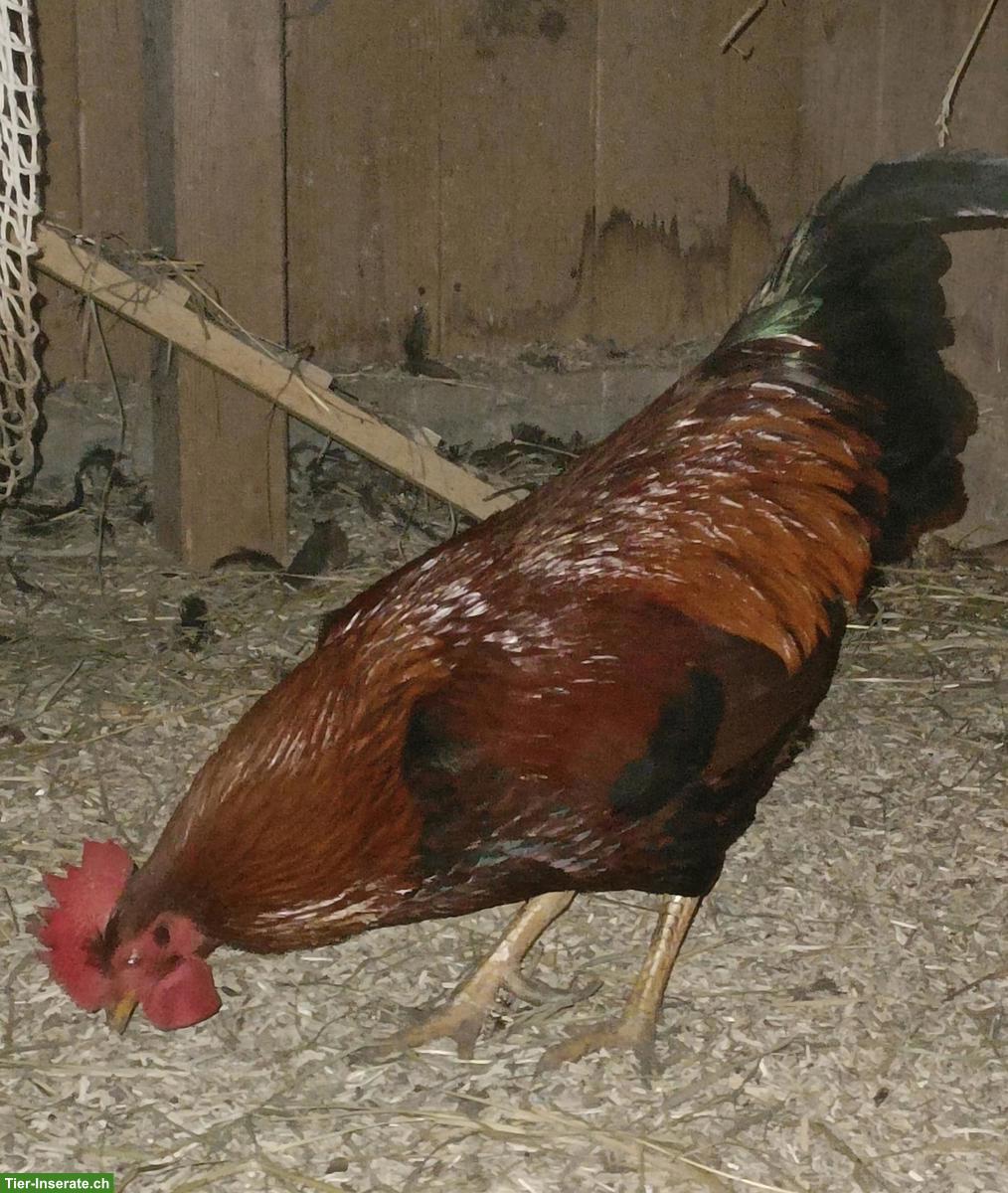 Bild 6: Zwerg-Orpingtons und Welsumer, inkl. Hahn