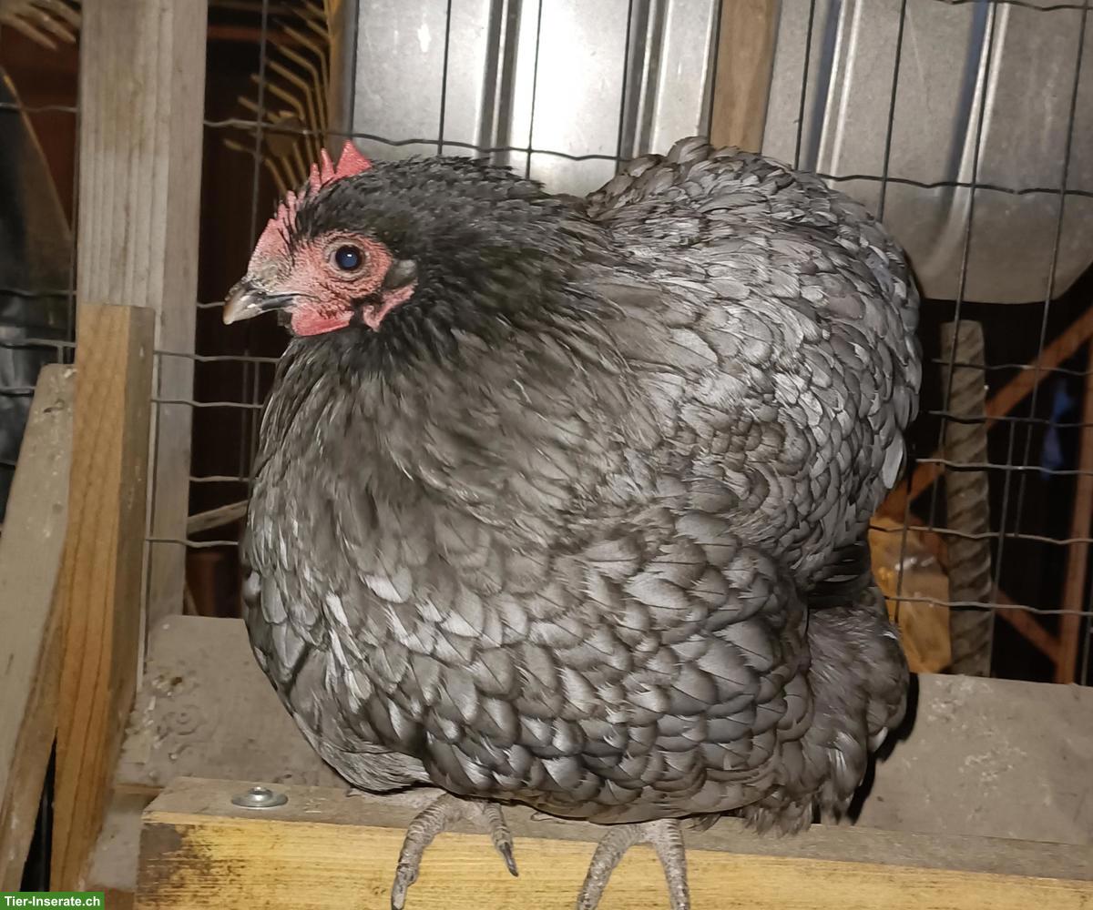 Bild 7: Zwerg-Orpingtons und Welsumer, inkl. Hahn