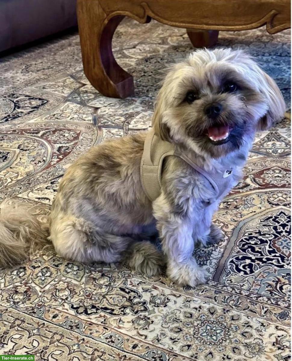 Shih-Tzu x Malteser-Mix Rüde sucht liebes Zuhause