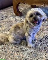 Shih-Tzu - Malteser-Mix Rüde sucht liebes Zuhause