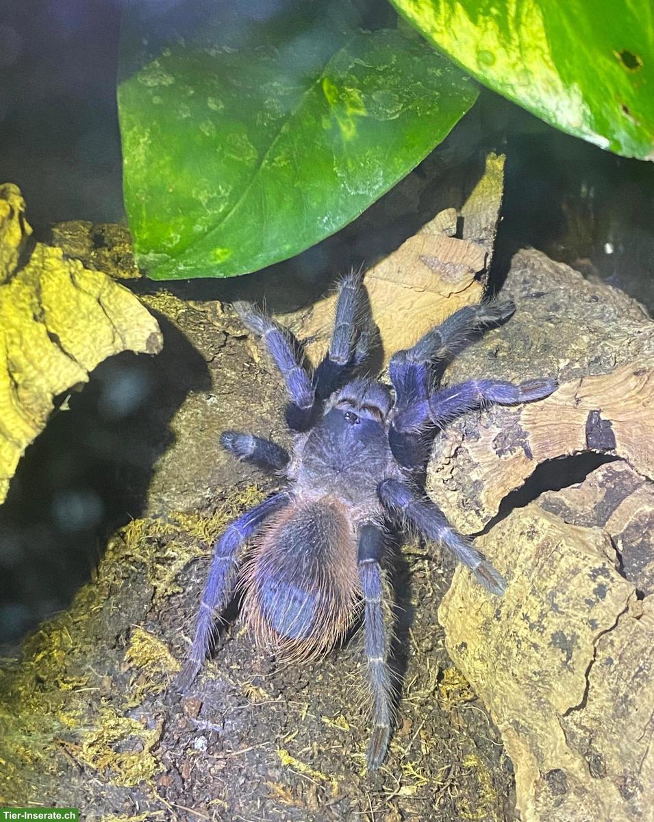 Vogelspinne/Vogelspinnen abzugeben