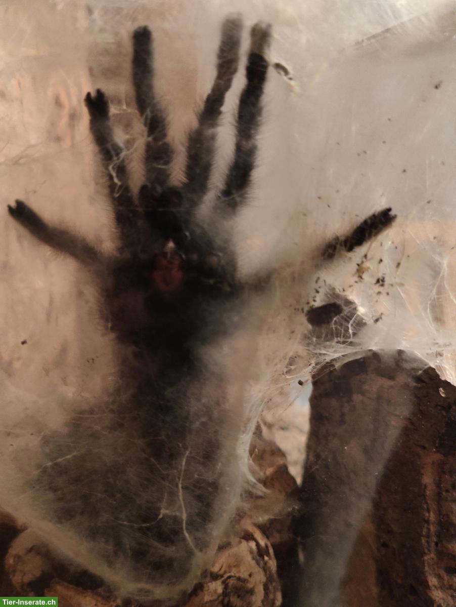 Bild 3: Vogelspinne/Vogelspinnen abzugeben