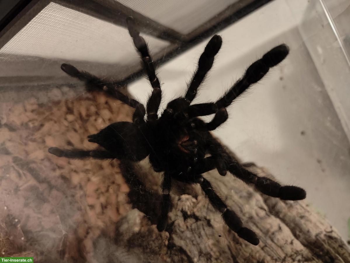 Bild 4: Vogelspinne/Vogelspinnen abzugeben