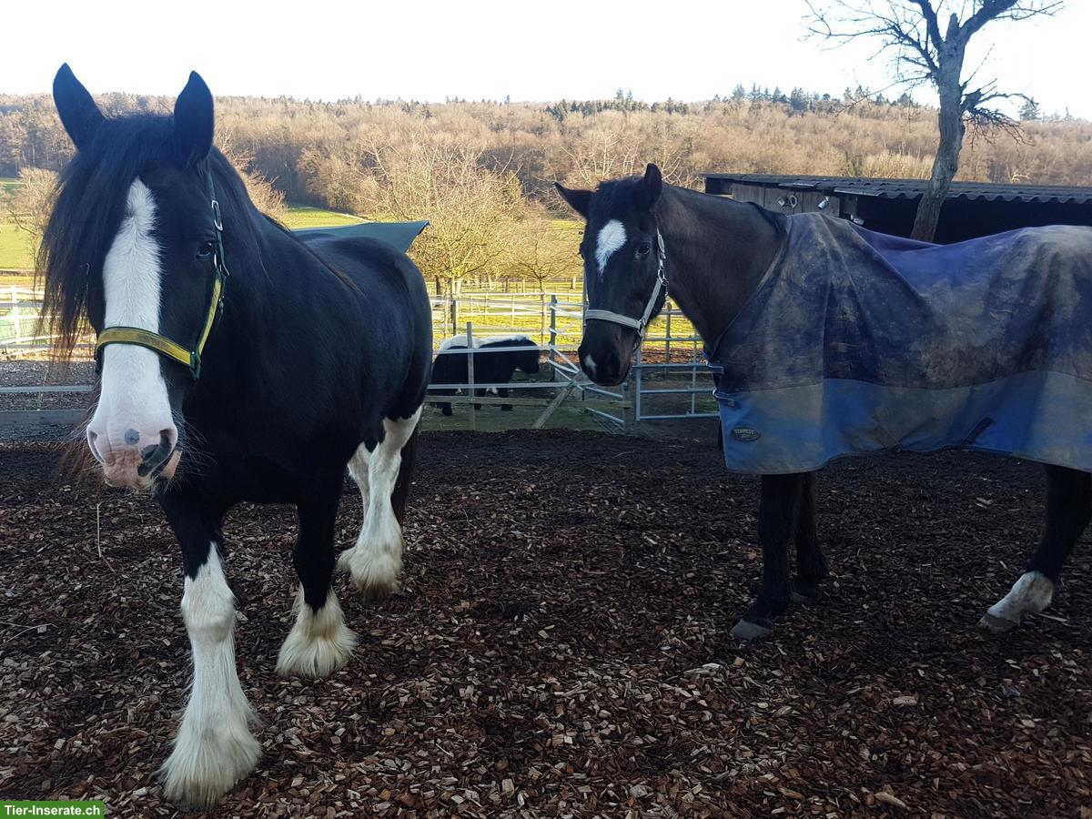 Wunderschöne Kaltblutstute mit Stutfohlen