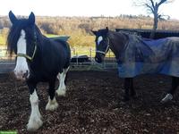 Wunderschöne Kaltblutstute mit Stutfohlen