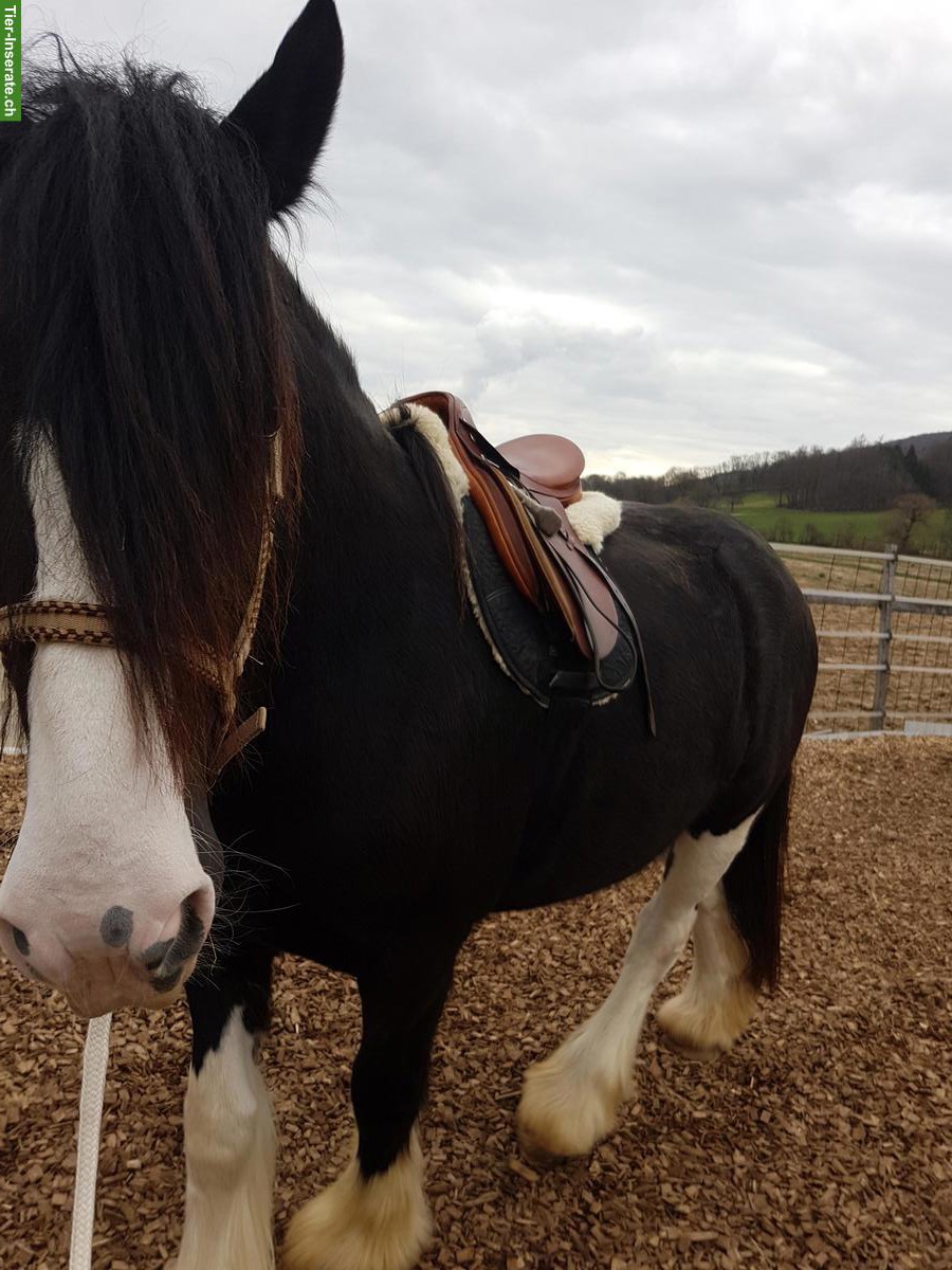 Bild 2: Wunderschöne Kaltblutstute mit Stutfohlen