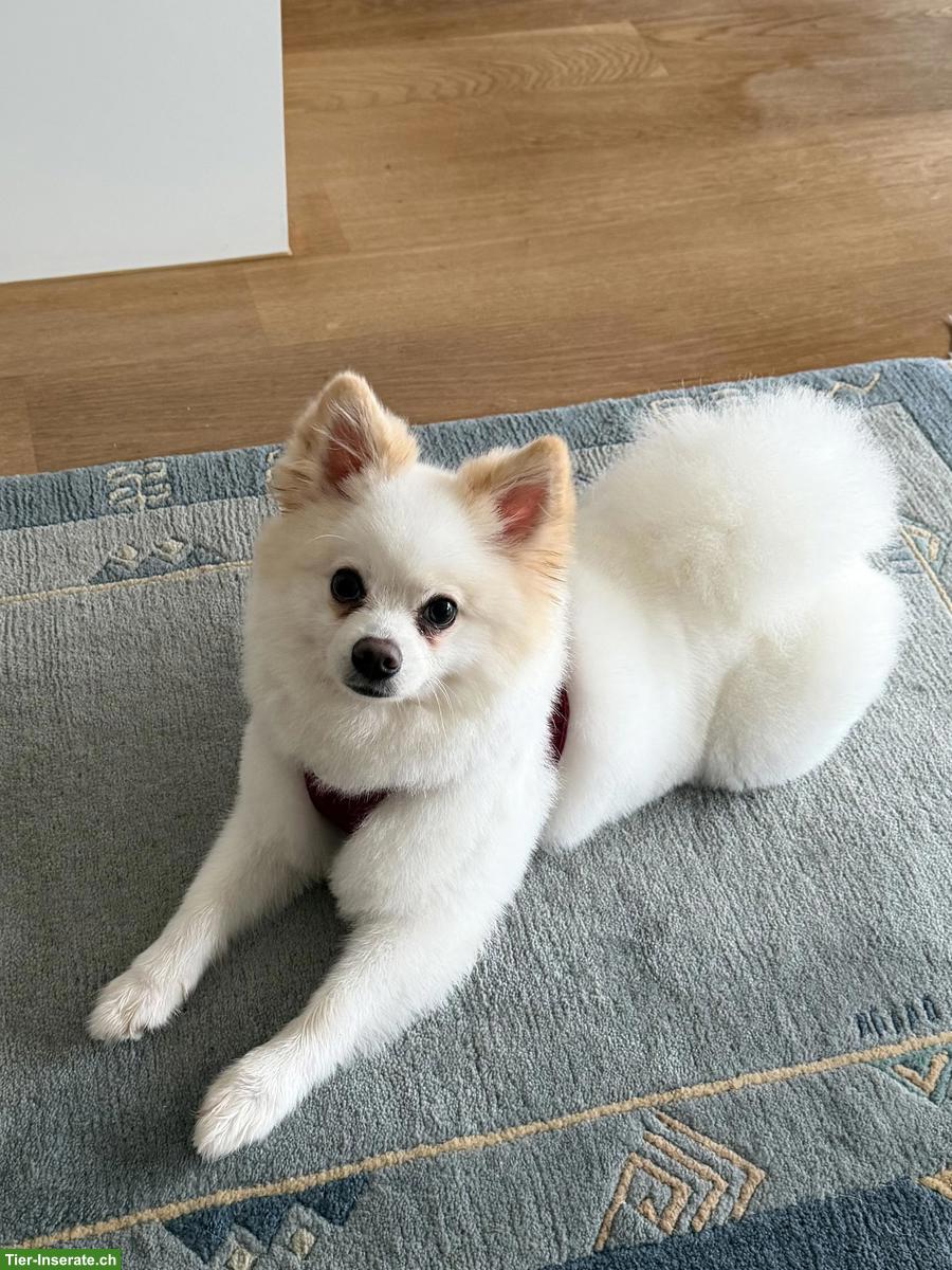 Pomeranian Hündin sucht vorübergehendes Zuhause, Umgebung Zug