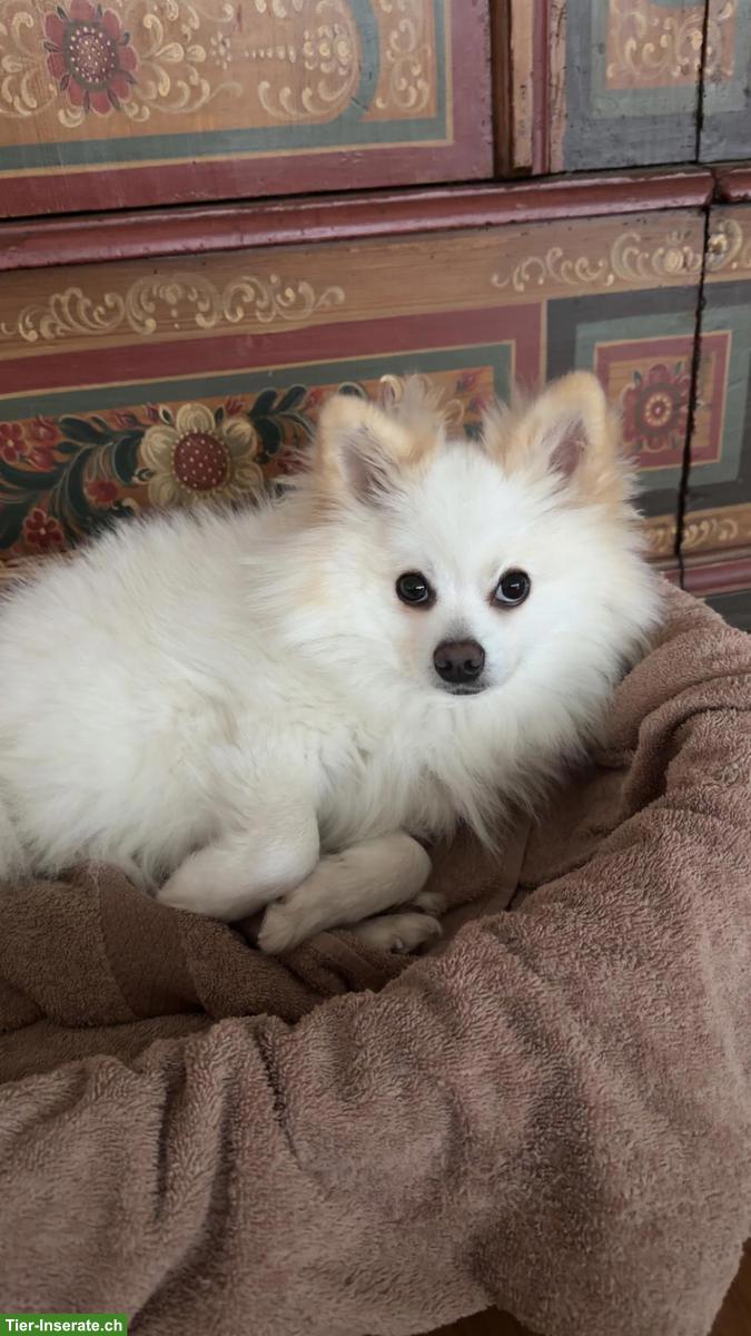 Bild 2: Pomeranian Hündin sucht vorübergehendes Zuhause, Umgebung Zug