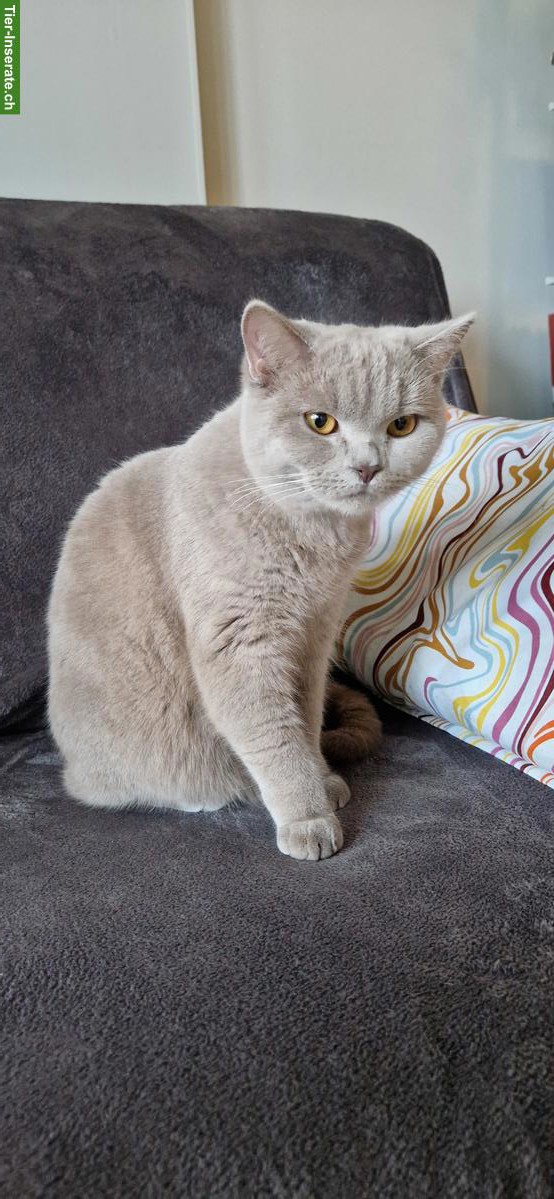 Suche BKH Deckkater, schwarz