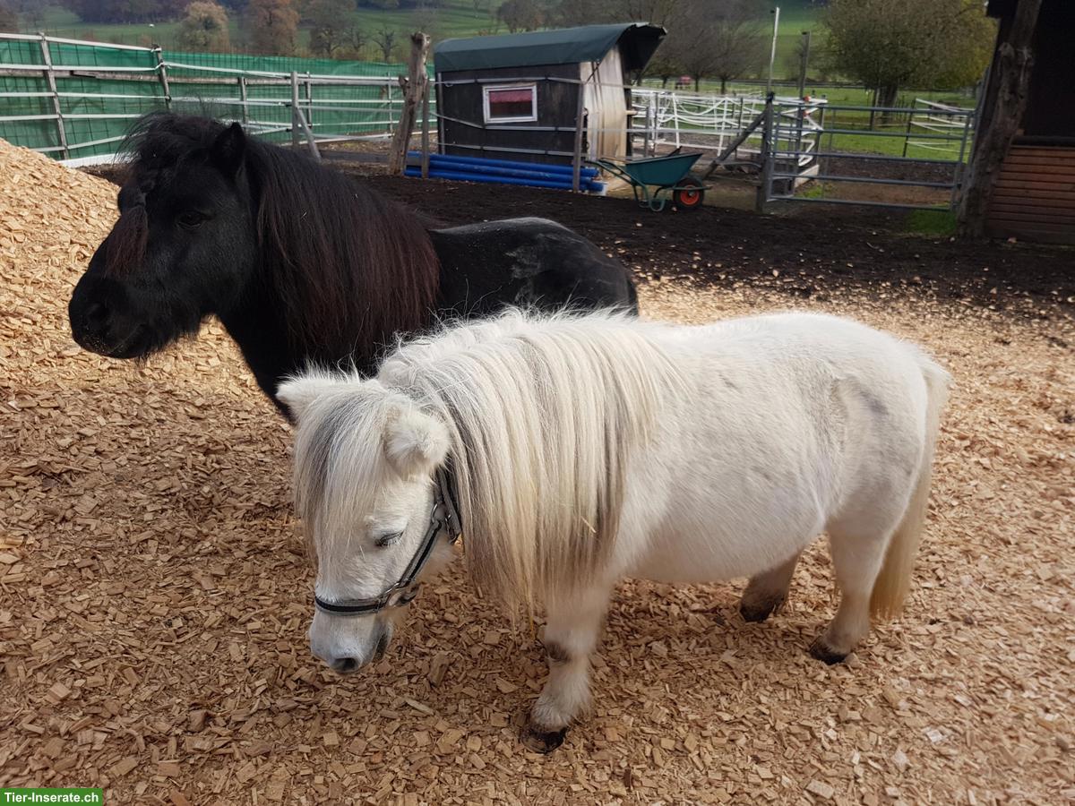 Mini Shettys, 5 Stuten & 1 Hengst, suchen neues Zuhause