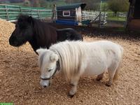 Mini Shettys, 5 Stuten & 1 Hengst, suchen neues Zuhause