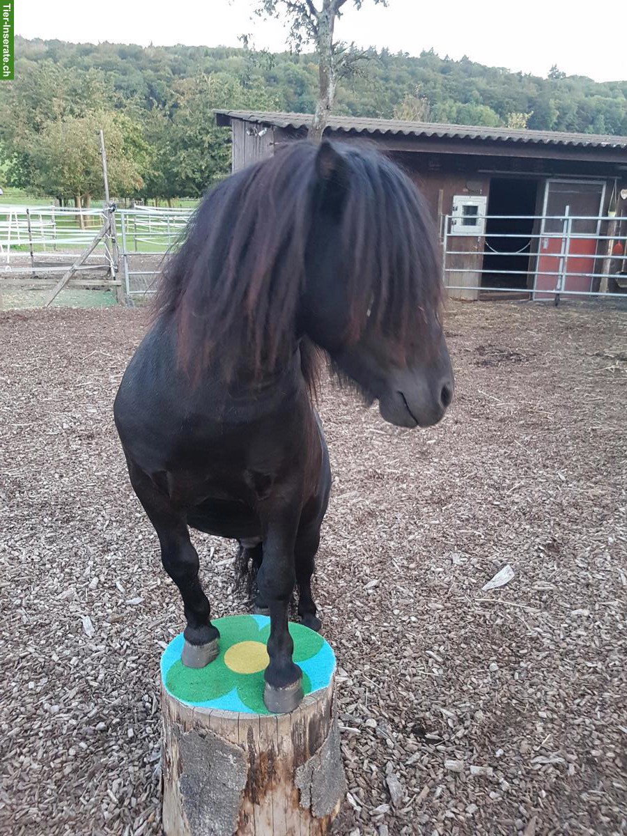 Bild 2: Mini Shettys, 5 Stuten & 1 Hengst, suchen neues Zuhause