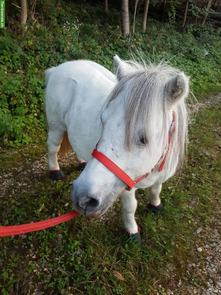 Bild 3: Mini Shettys, 5 Stuten & 1 Hengst, suchen neues Zuhause