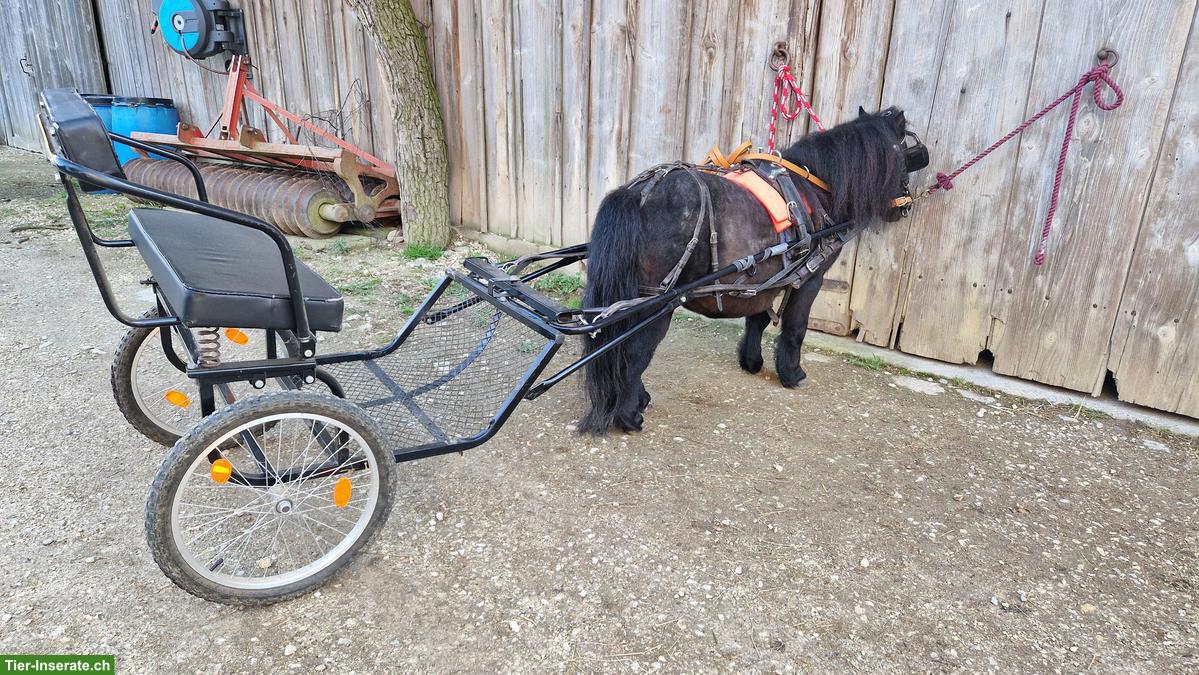 Bild 4: Mini Shettys, Deck-Hengst, sucht neues Zuhause