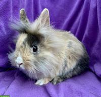 Junge, süsse Löwenkopf Zwergkaninchen aus Hobbyzucht
