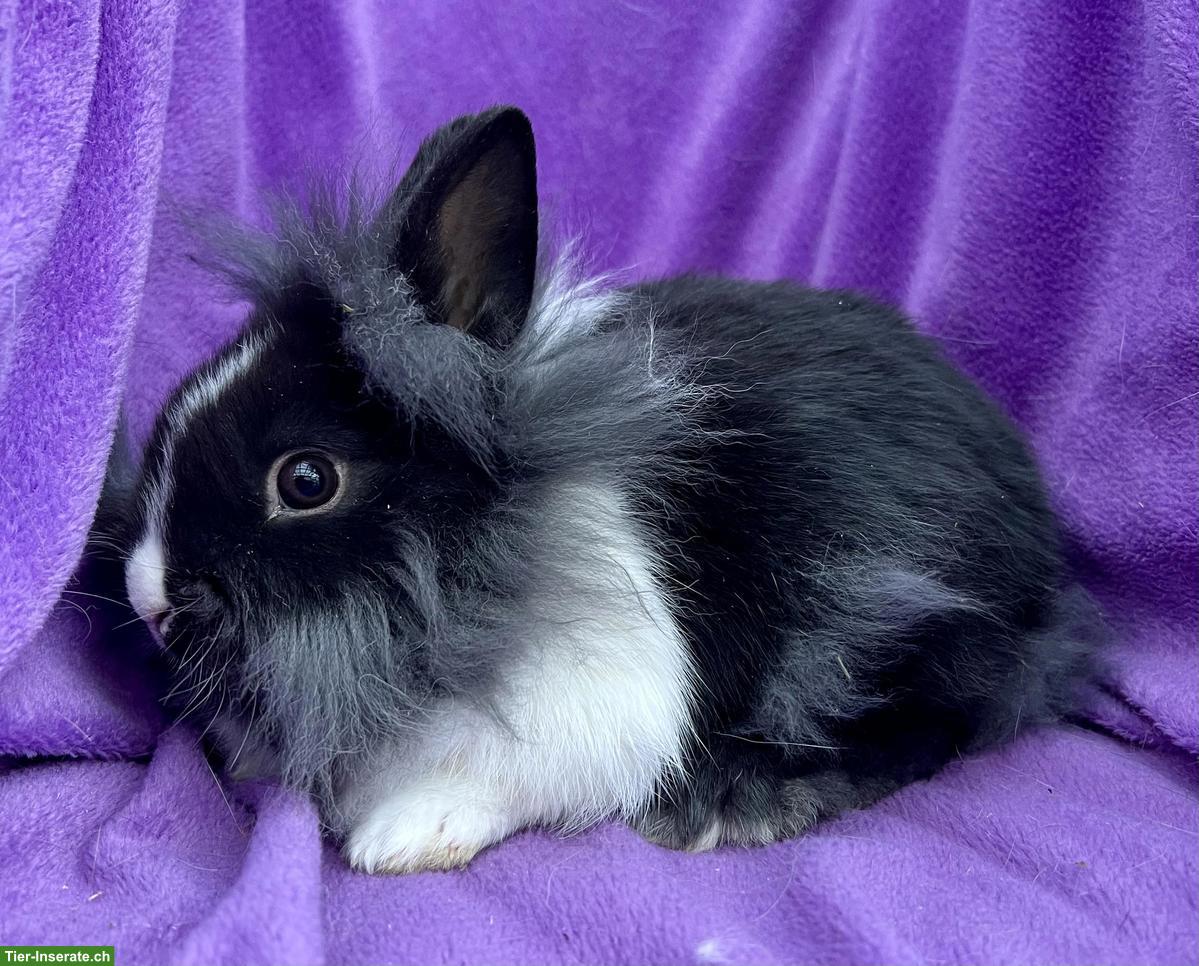 Bild 2: Junge, süsse Löwenkopf Zwergkaninchen aus Hobbyzucht