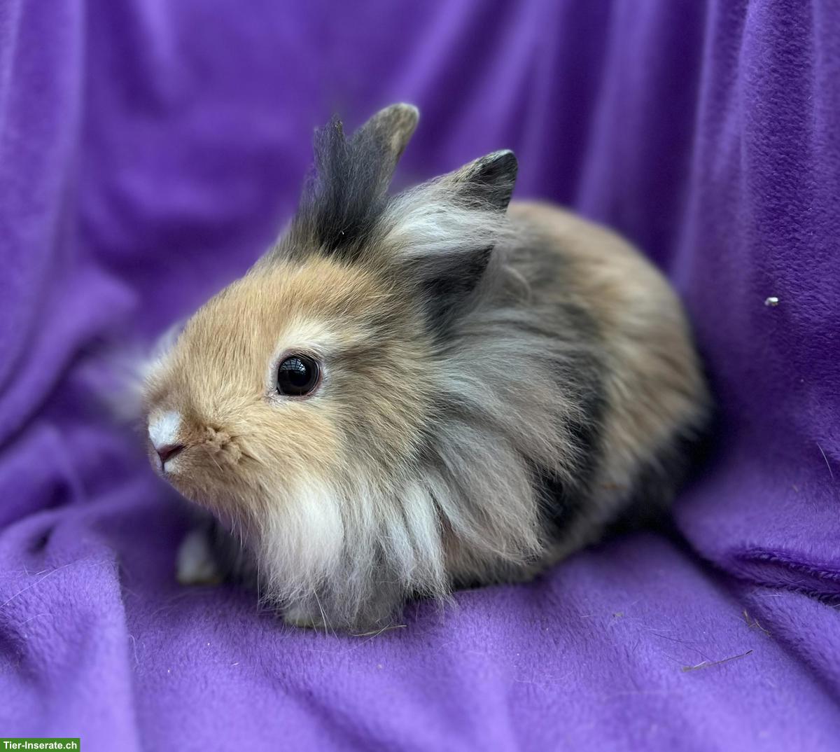 Bild 3: Junge, süsse Löwenkopf Zwergkaninchen aus Hobbyzucht