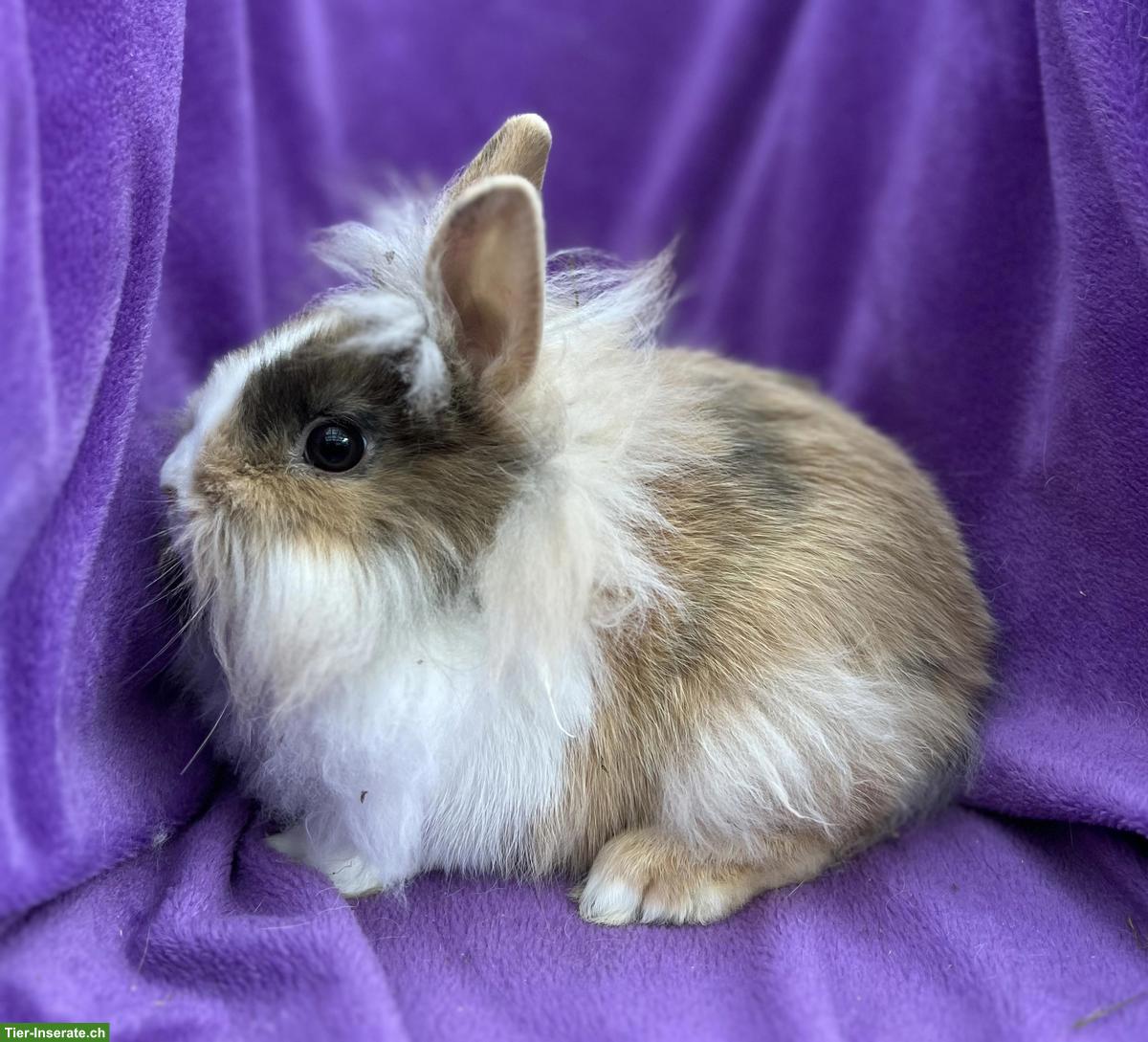 Bild 4: Junge, süsse Löwenkopf Zwergkaninchen aus Hobbyzucht