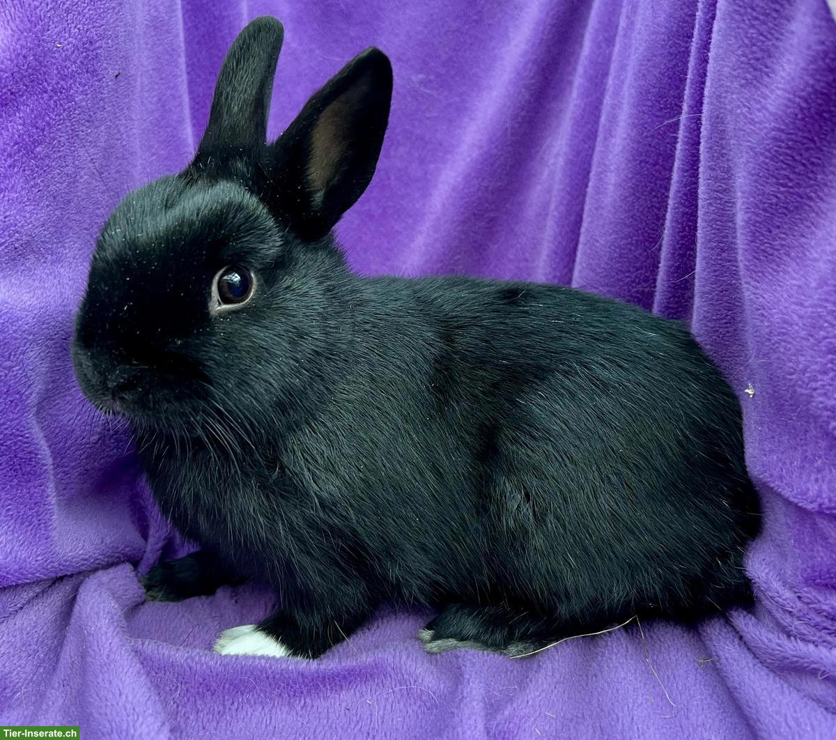 Bild 5: Junge, süsse Löwenkopf Zwergkaninchen aus Hobbyzucht
