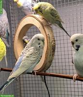 Texas Clearbody Wellensittiche