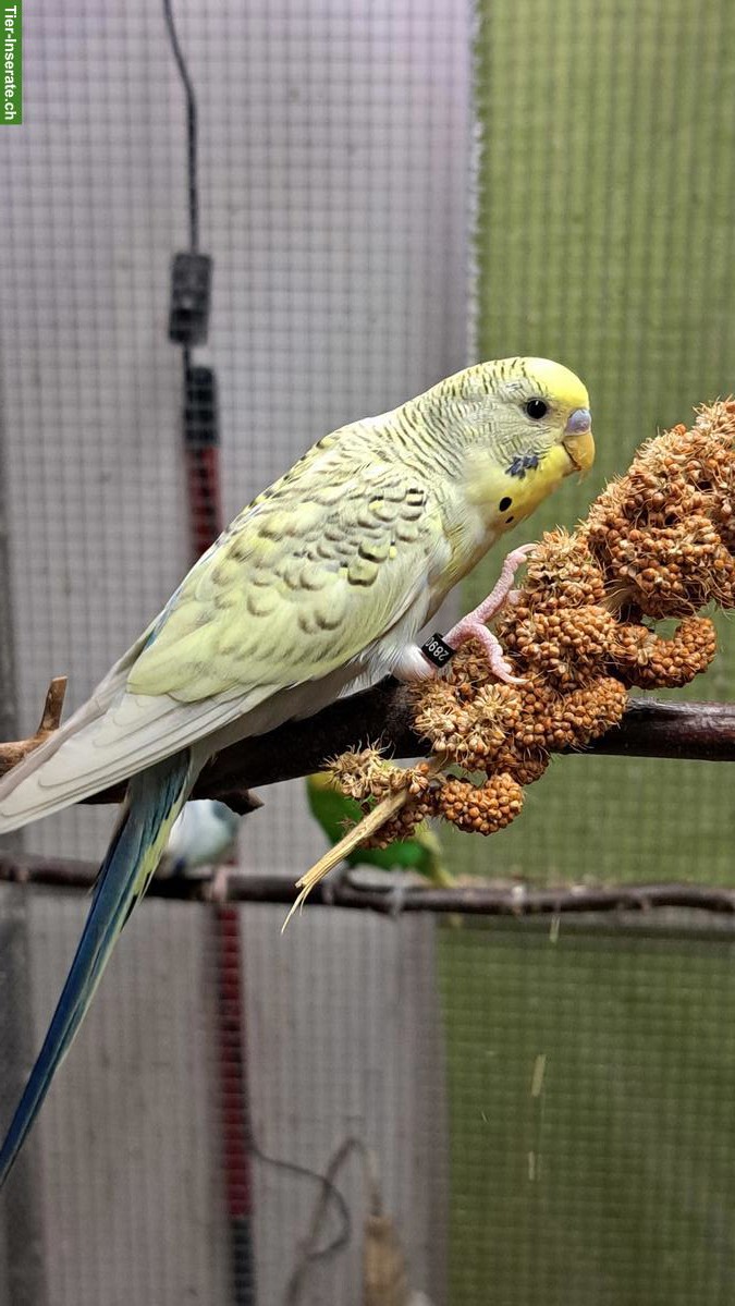 Bild 2: Texas Clearbody Wellensittiche