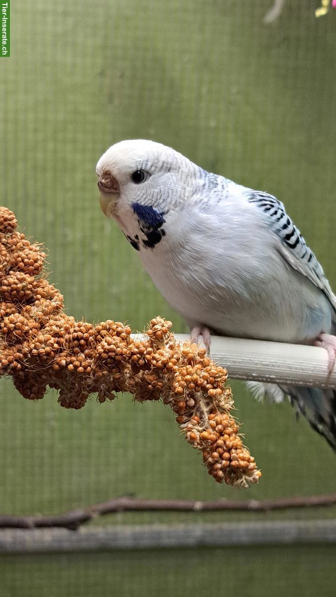 Bild 3: Texas Clearbody Wellensittiche