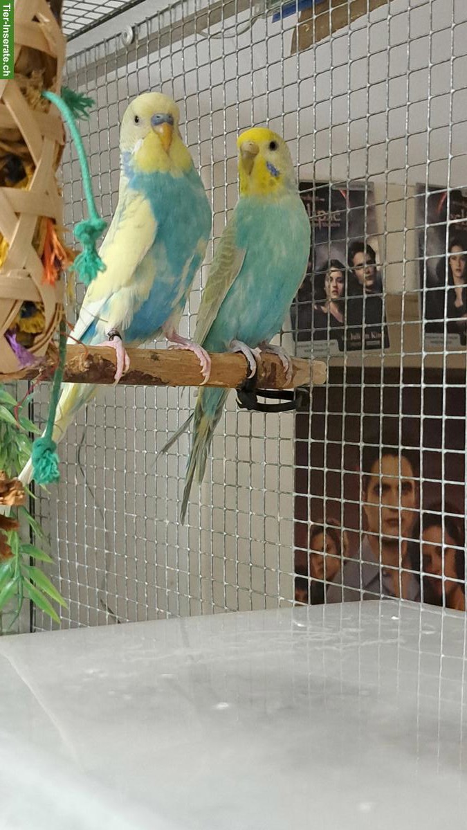 Wellensittich Paar Rainbow + Schecke/Spangle