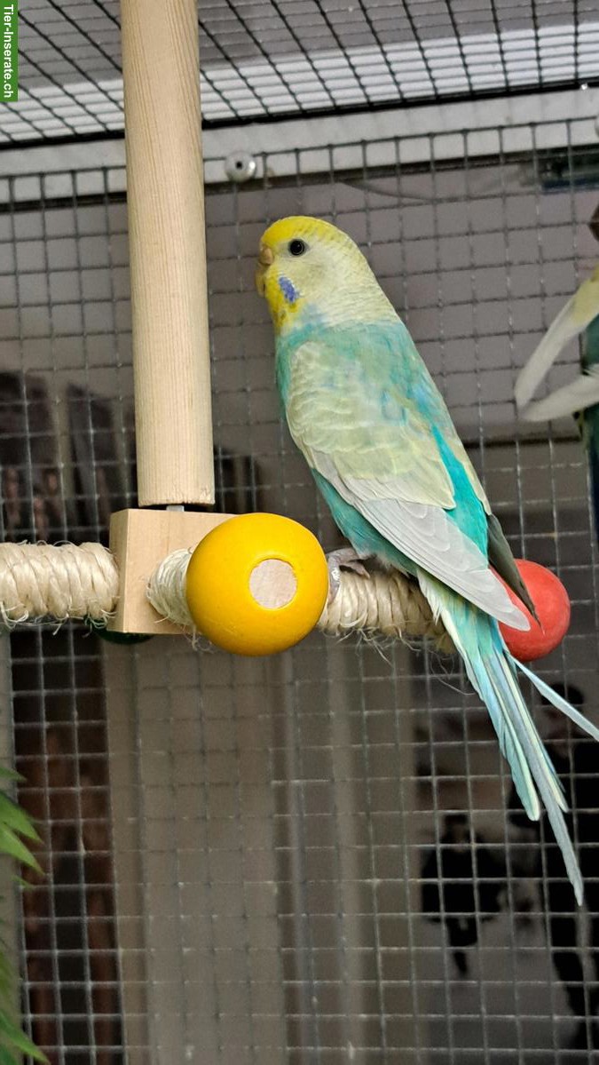 Bild 3: Wellensittich Paar Rainbow + Schecke/Spangle