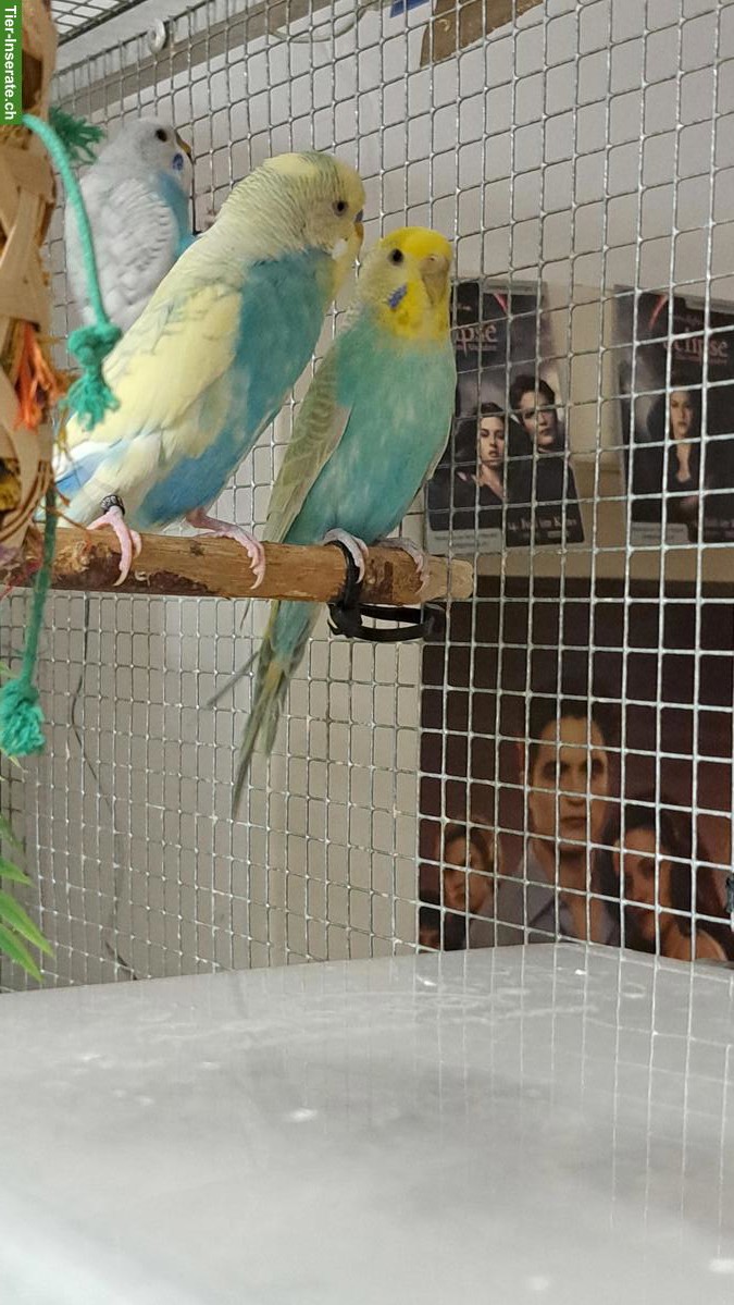 Bild 4: Wellensittich Paar Rainbow + Schecke/Spangle