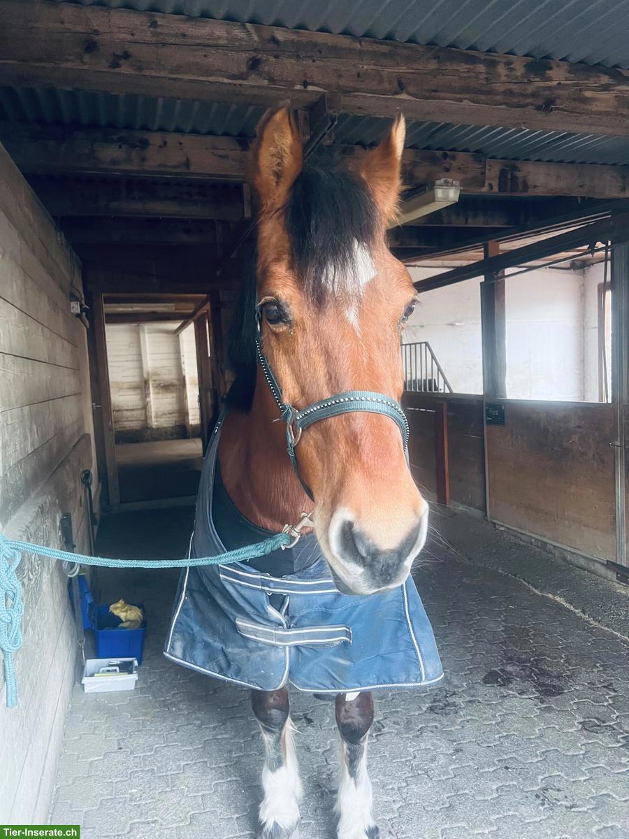 Freibergerstute 18-jährig mit viel Go zu verkaufen