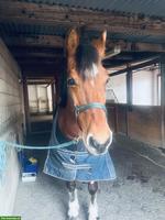 Freibergerstute 18-jährig mit viel Go zu verkaufen