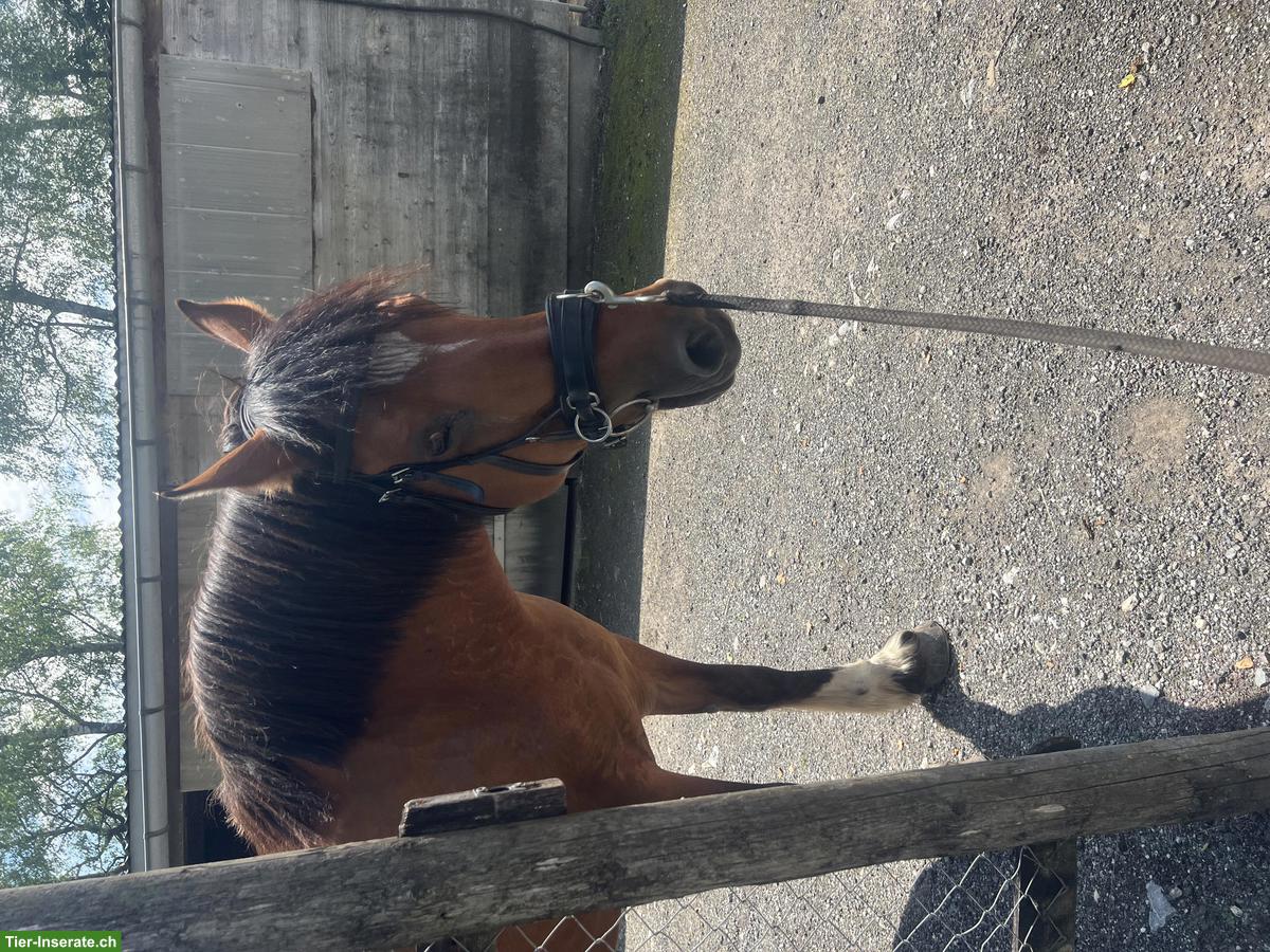 Bild 10: Freibergerstute 18-jährig mit viel Go zu verkaufen