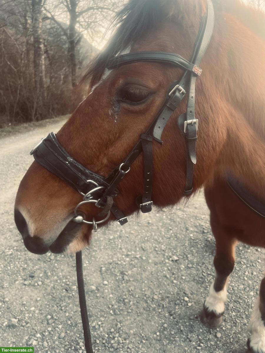 Bild 3: Freibergerstute 18-jährig mit viel Go zu verkaufen