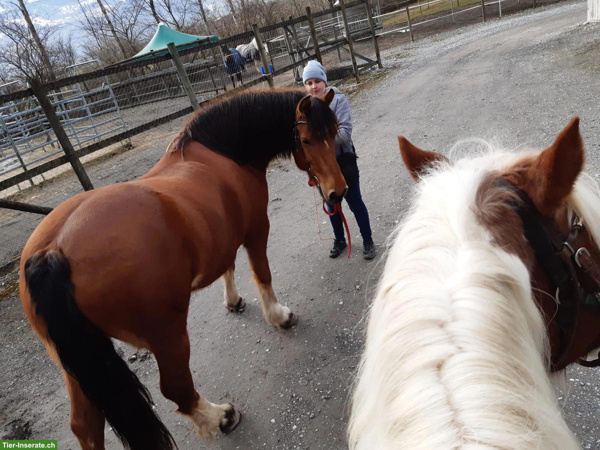 Bild 4: Freibergerstute 18-jährig mit viel Go zu verkaufen