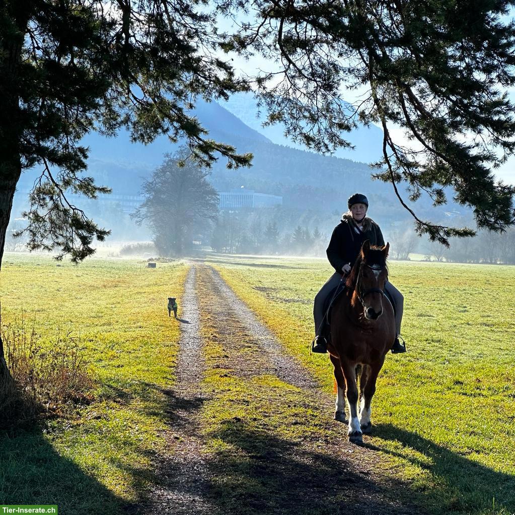 Bild 5: Freibergerstute 18-jährig mit viel Go zu verkaufen