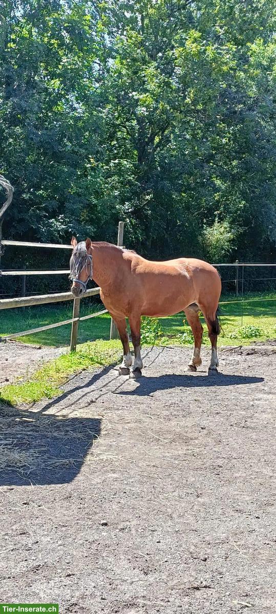 Bild 6: Freibergerstute 18-jährig mit viel Go zu verkaufen