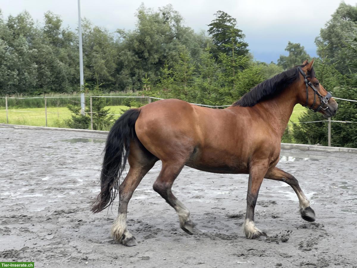 Bild 7: Freibergerstute 18-jährig mit viel Go zu verkaufen