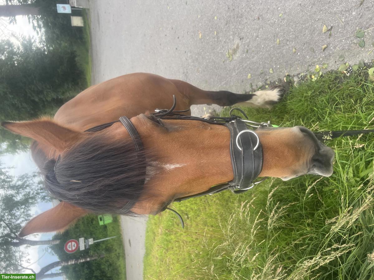 Bild 8: Freibergerstute 18-jährig mit viel Go zu verkaufen